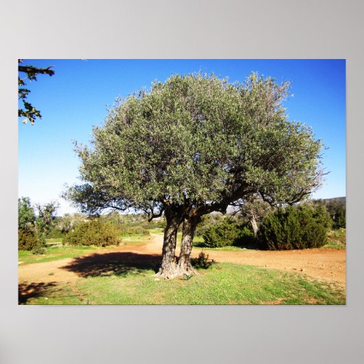 Poster Arbre d'Olive (Devant)
