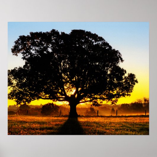 Poster Arbre du matin (Devant)