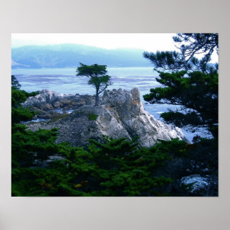 Poster arbre du monastère