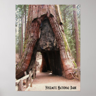 Poster Arbre du tunnel - Yosemite