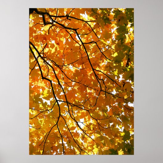 Poster Arbre en automne (Devant)