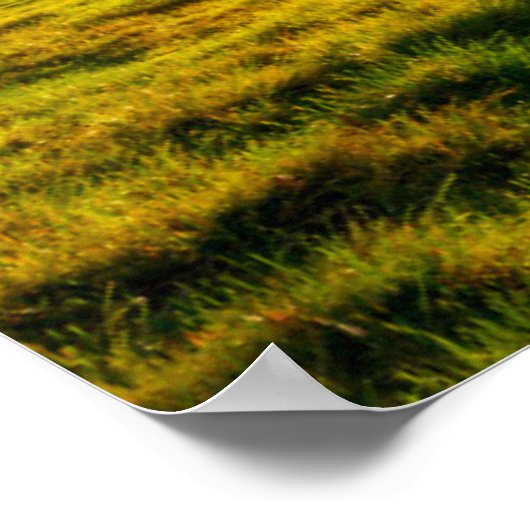 Poster Arbre en feu (Coin)