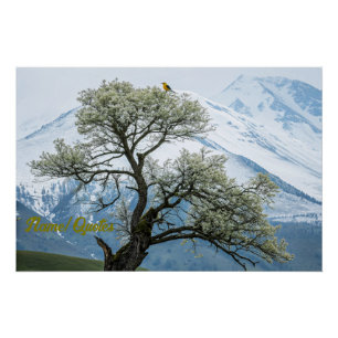 Poster Arbre en Fleur Solitaire et Montagnes enneigées