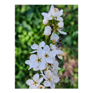 Poster Arbre en Fleurs au Printemps Roumanie – Photograph