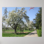 Poster Arbre en fleurs blanches (Devant)