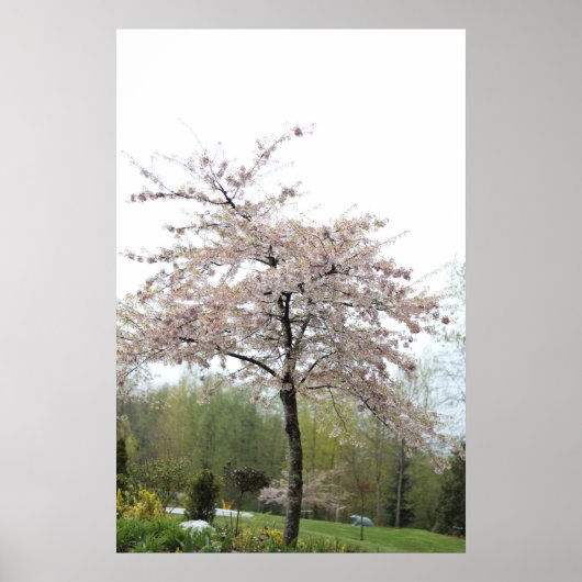 Poster arbre en fleurs de cerisier sous la pluie (Devant)