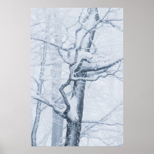 Poster Arbre enneigé gelé (Devant)