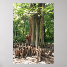 Arbre et racines