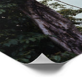 Poster Arbre et vignes dans la jungle (Coin)