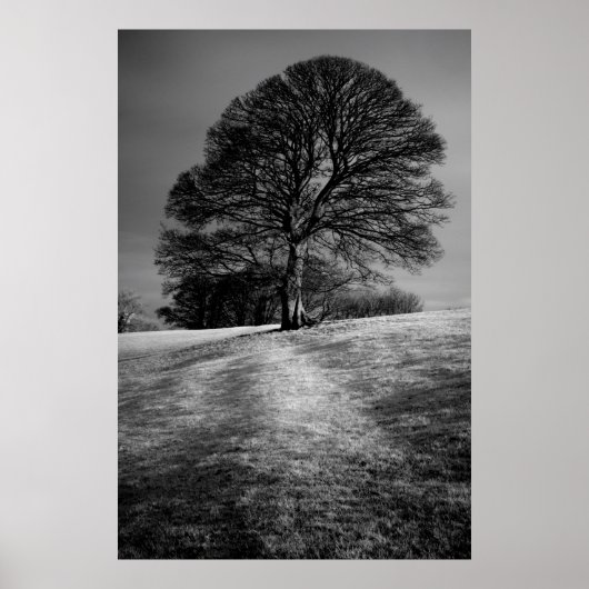 Poster Arbre façonné par le vent (Devant)