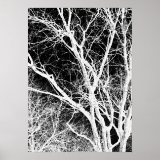 Poster arbre fantôme