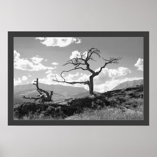 Poster Arbre filaire (Bordé) (Devant)