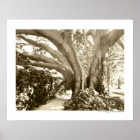 Arbre Fine Art Photo Noir Blanc Sépia Los Angeles