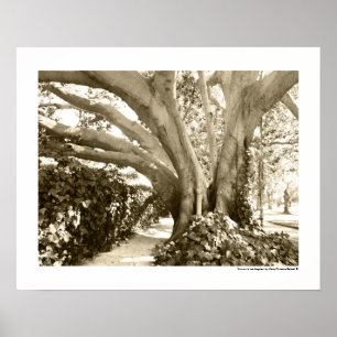 Poster Arbre Fine Art Photo Noir Blanc Sépia Los Angeles 
