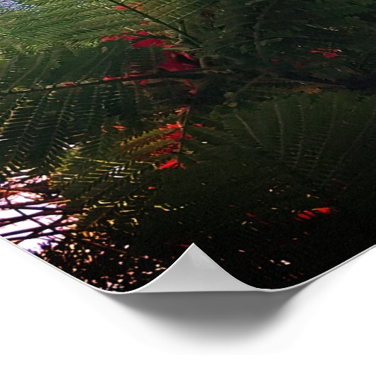 Poster Arbre flamboyant (Coin)