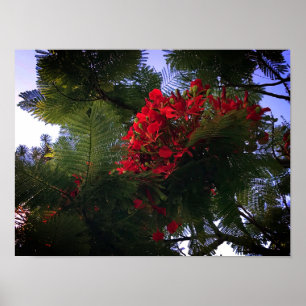 Poster Arbre flamboyant