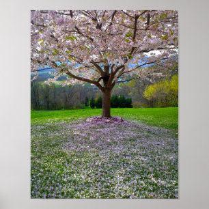 Poster Arbre fleuri rose cerisier avec bois