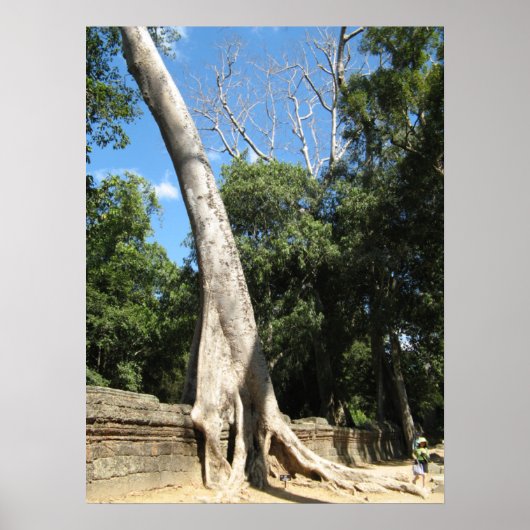 Poster Arbre géant Banyan ... Temple de Ta Prohm, Cambodg (Devant)