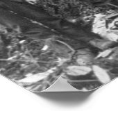 Poster Arbre géant prêt à tomber, 1902 (Coin)