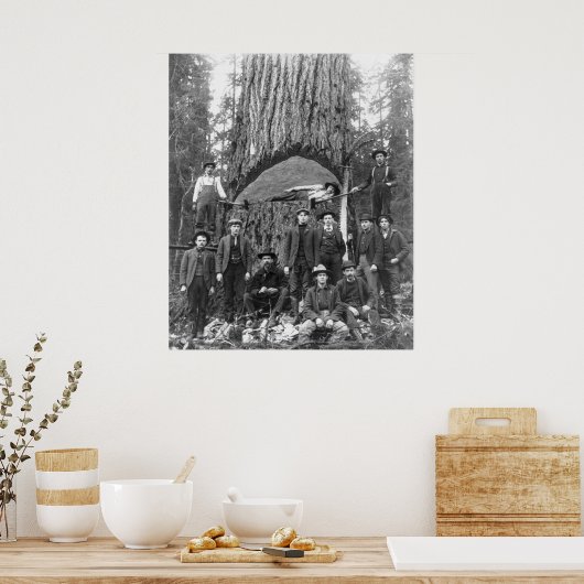 Poster Arbre géant prêt à tomber, 1902 (Cuisine)