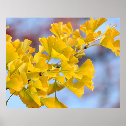 Poster Arbre Ginkgo Feuille jaune (Devant)