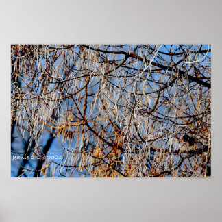 Poster Arbre givré d'hiver