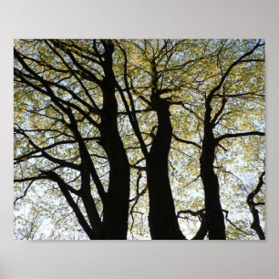 Poster Arbre grand rétroéclairé