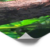 Poster Arbre-grenouille CB (Coin)