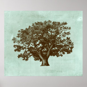 Poster Arbre IV de spa