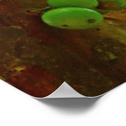 Poster Arbre Jaboticaba (Coin)