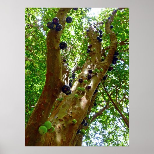Poster Arbre Jaboticaba (Devant)