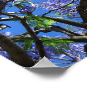 Poster Arbre Jacaranda (Coin)
