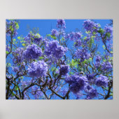 Poster Arbre Jacaranda (Devant)