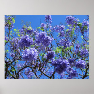 Poster Arbre Jacaranda