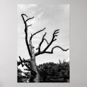 Poster arbre libre (Devant)
