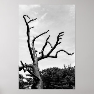 Poster arbre libre