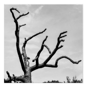 Poster arbre libre
