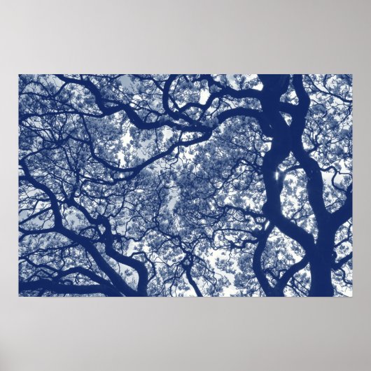 Poster Arbre Magnolia - Effet Cyanotype (Devant)