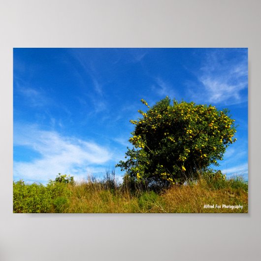 Poster Arbre Mandarin Solitaire (Devant)