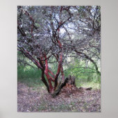 Poster Arbre manzanita (Devant)