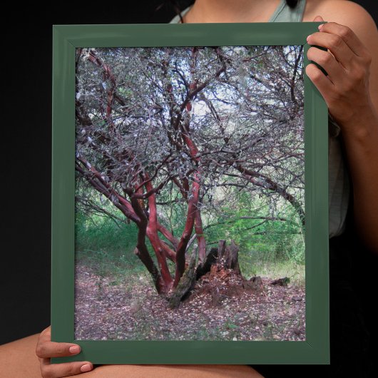Poster Arbre manzanita