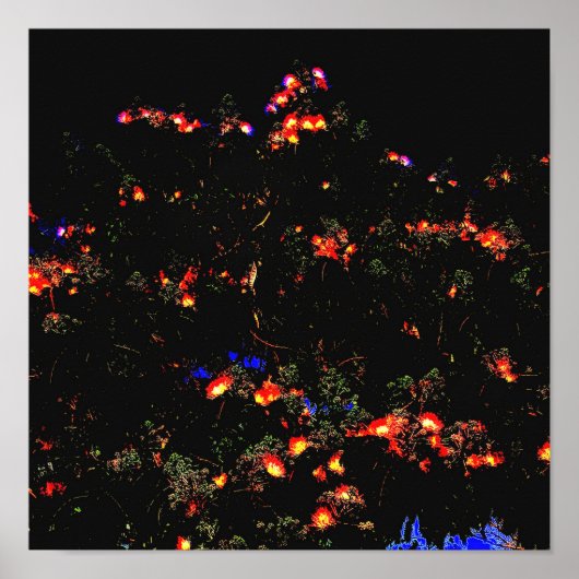 Poster Arbre Mimosa (Devant)