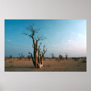Poster Arbre Moringo Africain Sur Plaine, Etosha National