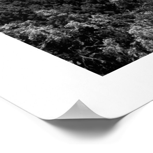 Poster Arbre mort (Coin)