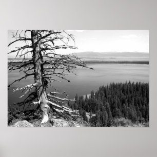 Poster Arbre mort, Jenny Lake, Grand Teton, Wyoming