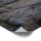 Poster arbre mort monterey (Coin)