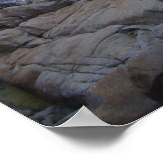 Poster arbre mort monterey (Coin)