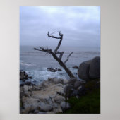 Poster arbre mort monterey (Devant)