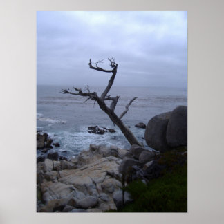 Poster arbre mort monterey