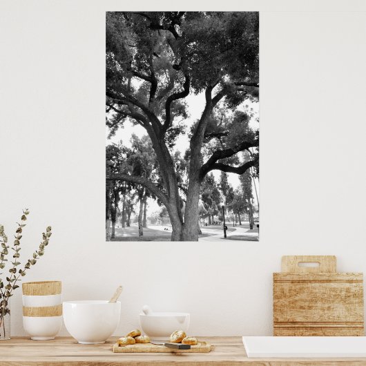 Poster Arbre noir et blanc (Cuisine)